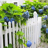 Mixed Hydrangea Seeds for Planting Fast Growing Shrub Flowers Seeds
