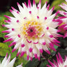 Rare Dahlias
