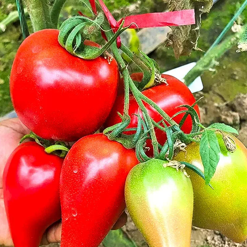 Mango Honey Tomato Seeds