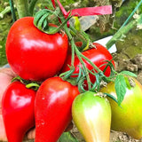 Mango Honey Tomato Seeds