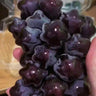 Hot Sale Rare And Beautiful Breed Star Grape Seeds