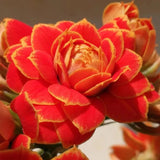 Semillas de flores de longevidad Golden Fox