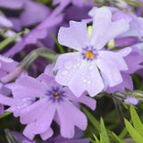 Purple Phlox paniculata Seeds