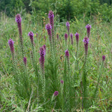 Prairie Blazing Star Seeds