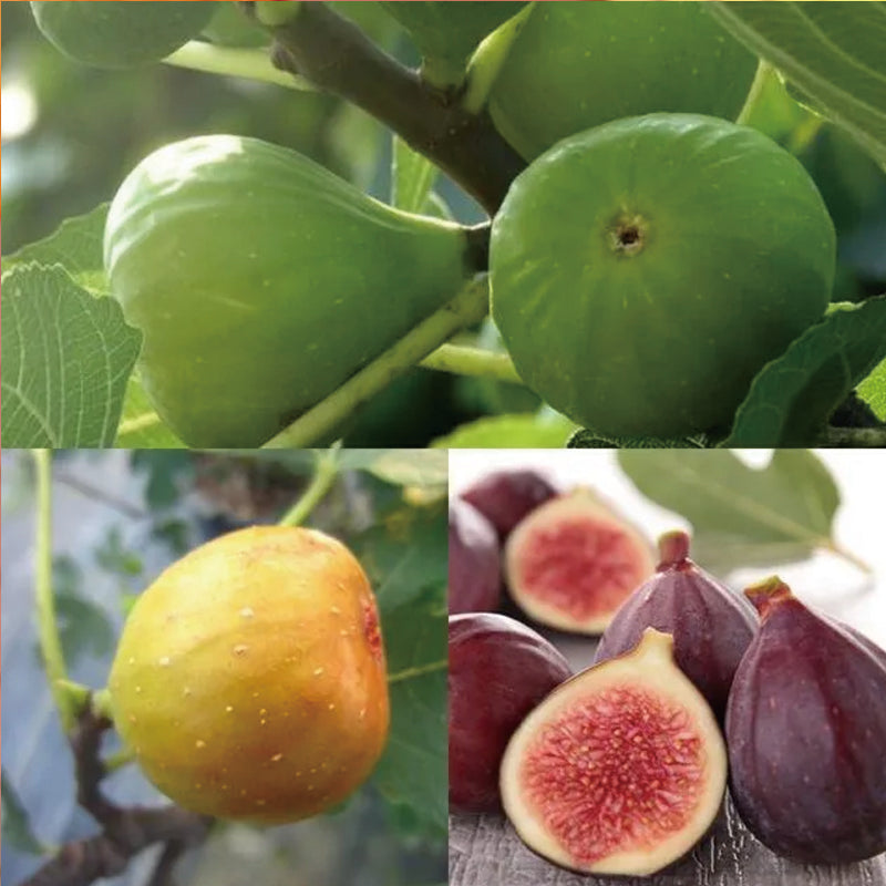 Fig Tree Seeds (Ficus carica), Sweet Fruit Shrub