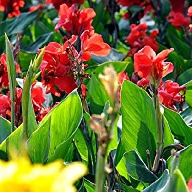 Semillas de flores de lirio de caña mixtas, hermosas plantas bonsái perennes, decoración del hogar y el jardín
