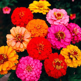 Crazy Blend Zinnia Seeds for Planting