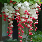 Semillas de flores de begonia