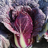 Organic Purple Cabbage Seeds