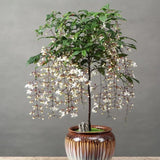 You Are My Life-Trailing Jasmine Flowers Seeds