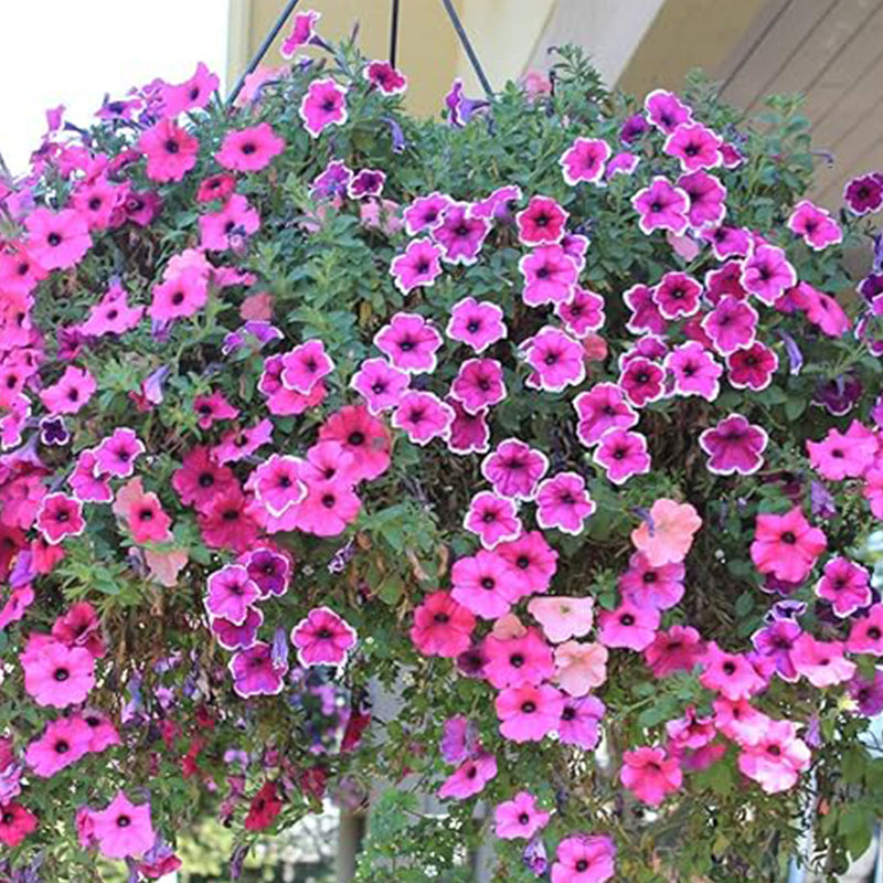petunia potting mix Mix Petunia Seeds Planting For Outdoor Container Basket or Pot Flowers –  Haiyiplants