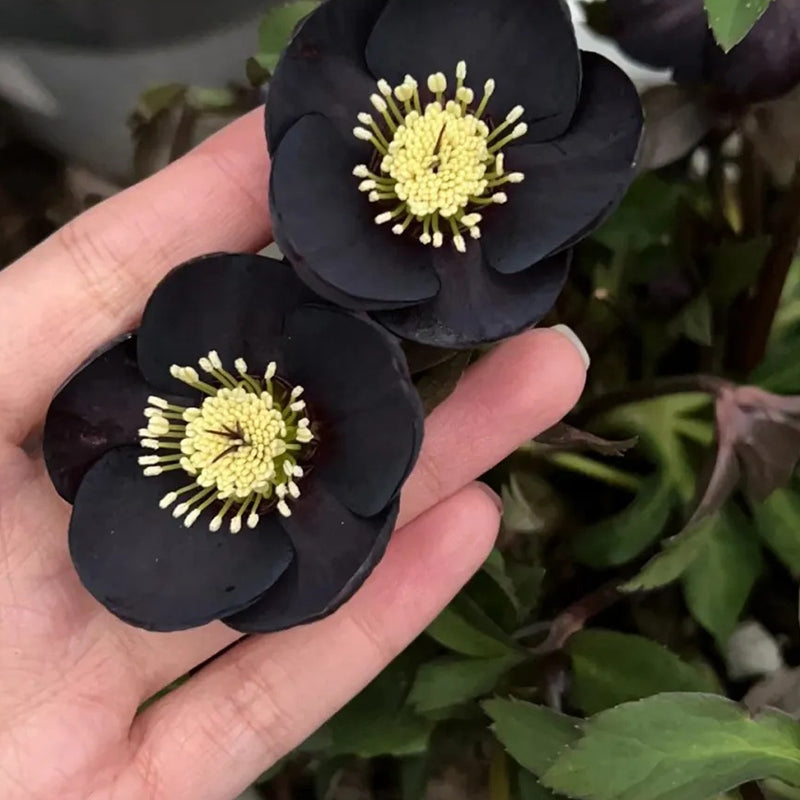 Black Helleborus - Christmas Rose