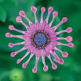 Semillas mixtas de osteospermum, margarita araña y margaritas (raras)