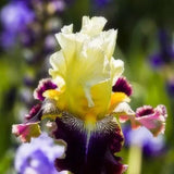 Iris de múltiples variedades (plantado en otoño)