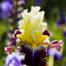 Multi-Varieties Iris Fall Planting