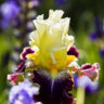 Multi-Varieties Iris Fall Planting