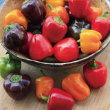 Colorful Sweet Pepper Seeds Organic