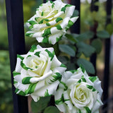 Rosas gemelas blancas y verdes raras