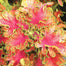 Coleus Bonsai Flower Leaf Plants Rainbow Dragon Seeds