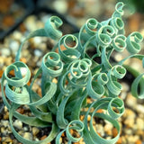 Rare Spring Grass Spiral Succulents