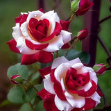 Semillas de rosas gemelas de corazón rojo