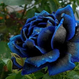 Rosa azul negra rara - semillas