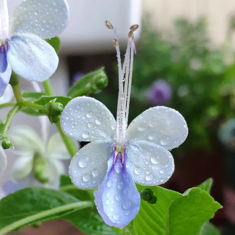 Blue Butterfly Flower Seeds