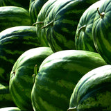 Semillas de sandía azul raras, frutas dulces y jugosas, alta tasa de germinación