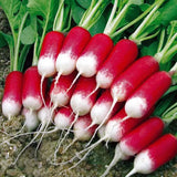 Semillas de rábano de fruto del pulgar