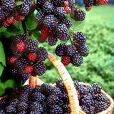 Sweet Giant Blackberry: Huge, Juicy Blackberries Await!