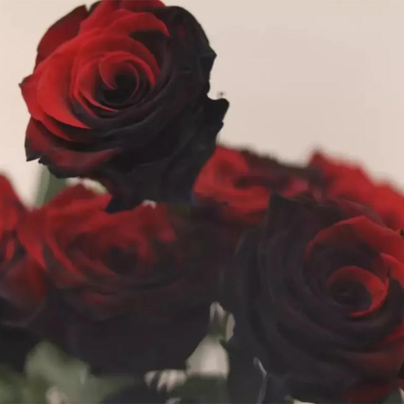 Carmen Rose - Twin Red Black Rose Seeds