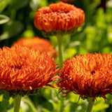 Neon Calendula