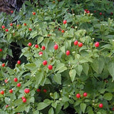 Pimientos Piquín - Pequeños pimientos de un rojo brillante - ¡¡Tienen un gran impacto!!