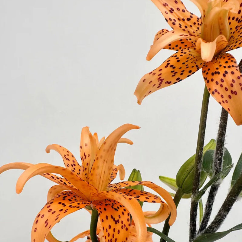 Old-Favorite Tiger Lily Seeds