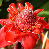 Semillas de rosa de porcelana - Etlingera elatior - Torch Ginger