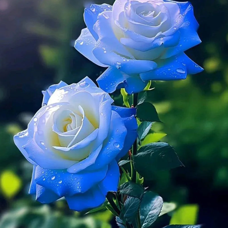 Semillas de rosa azul hielo rotas - Raras