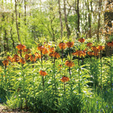 Fritillaria Corona Imperial Aurora