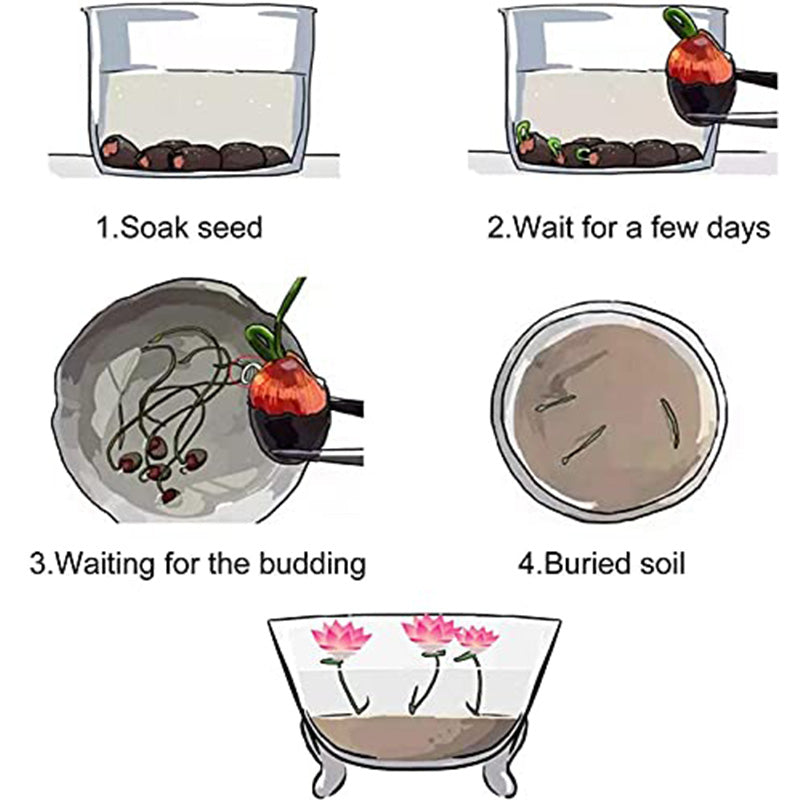 Mixed Bonsai Lotus Seeds