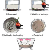 Mixed Bonsai Lotus Seeds