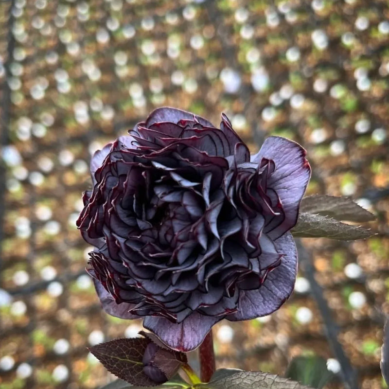 Mysterious Black Bark Double Petal Rose Seeds