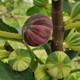 Rainbow Figs Seeds higher quality