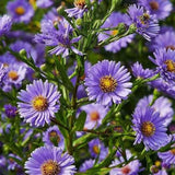 Margaritas moradas: gema amatista