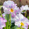 Pansy Winter Elf Series - I Miss You Endlessly