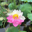 The Sacred Bonsai Lotus Flower