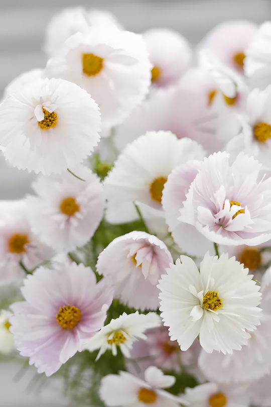 COSMOS CUPCAKE BLUSH FLOWER SEEDS