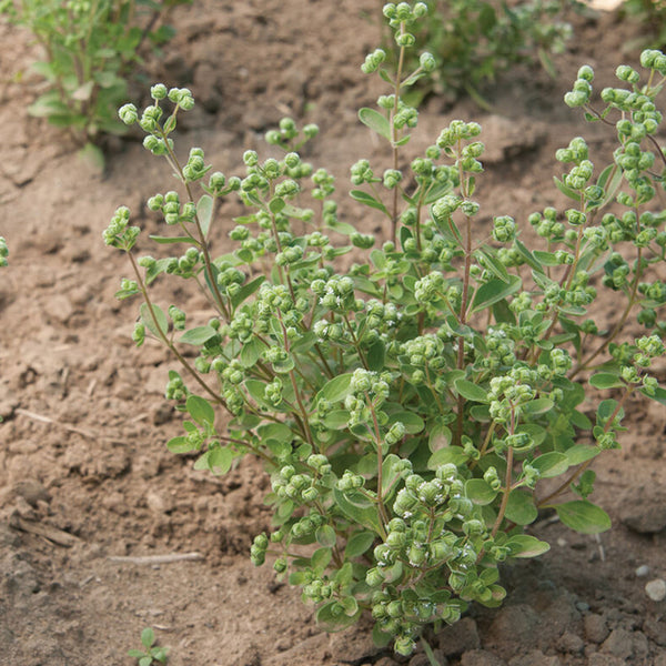 Sweet Marjoram Organic Herb Seed