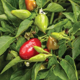 Hot Pepper Seeds
