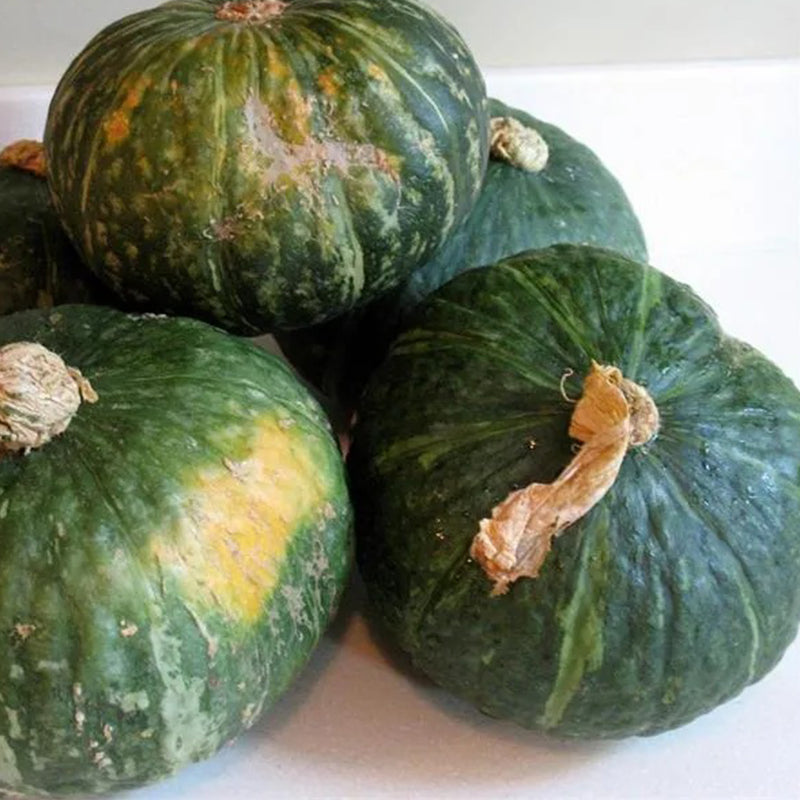 Squash Mini Green Kabocha F1