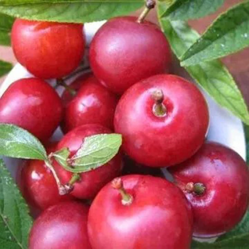 Semillas de bayas de rubí y calcio Prunus humilis