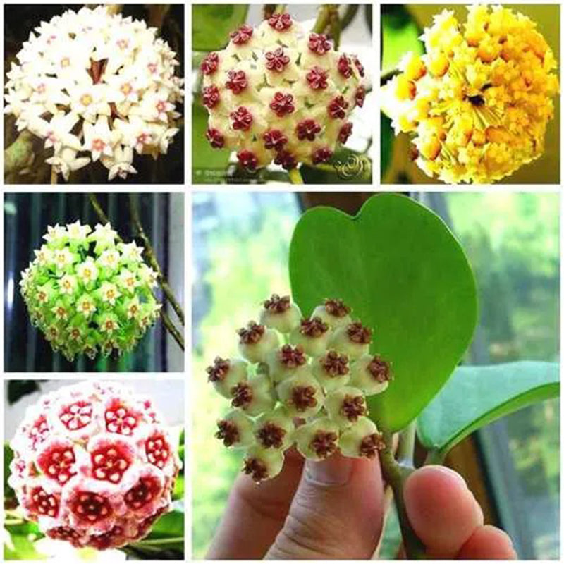 Hoya Carnosa Mixed Color Seeds
